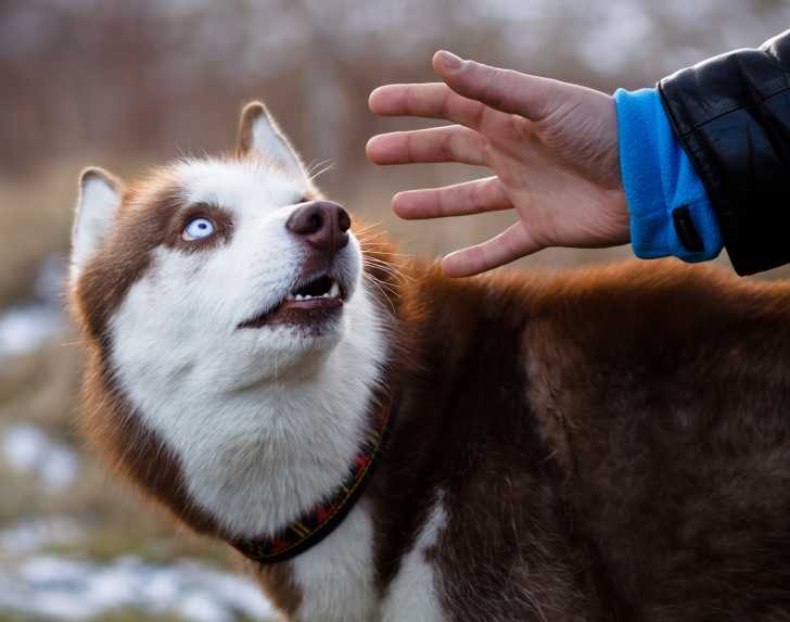 Les causes des morsures de chien