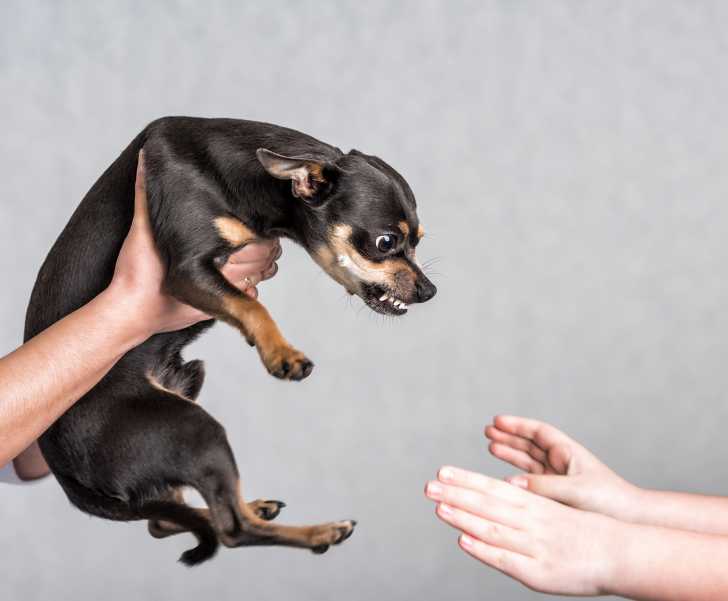 Morsures De Chien Pourquoi Un Chien Mord Il Et Comment L