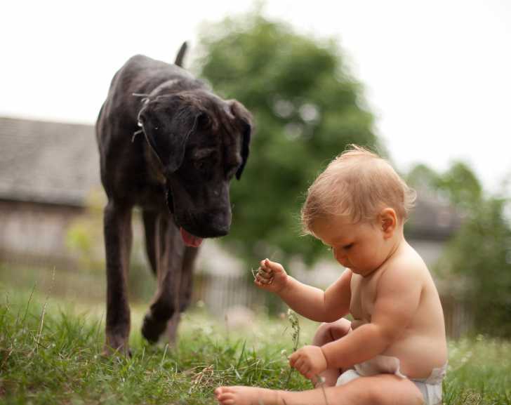 Morsures De Chien Pourquoi Un Chien Mord Il Et Comment L