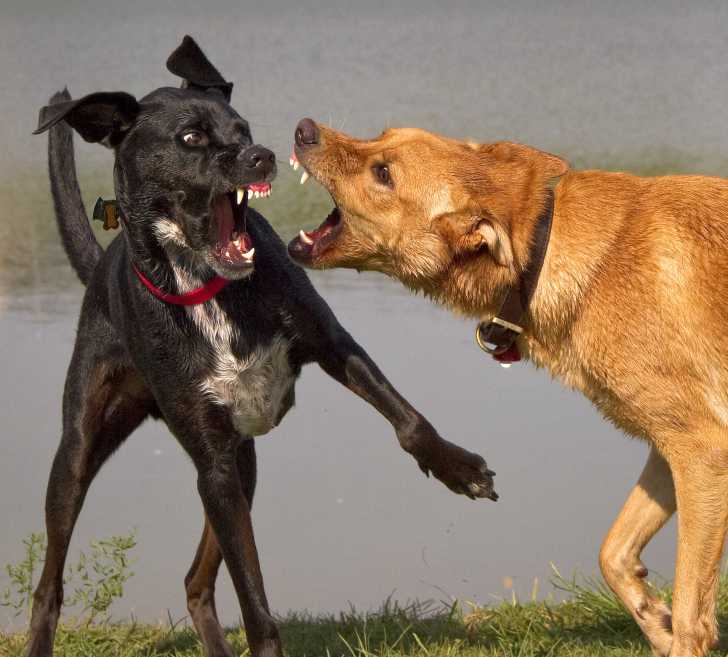 Gerer Les Conflits Entre Les Chiens De La Maison