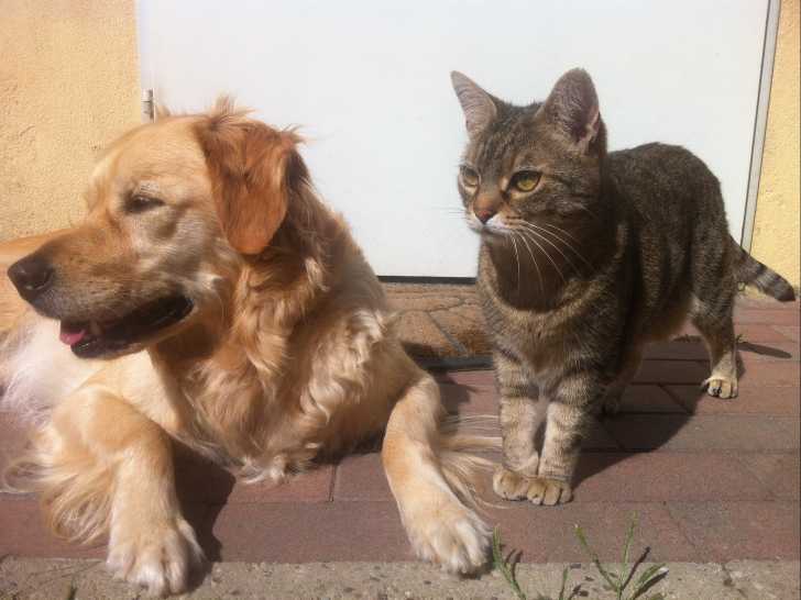 La Socialisation Améliore La Cohabitation Du Chien Et Du Chat