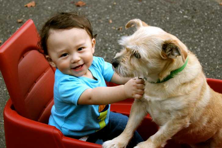 Faire Cohabiter Un Chien Et Un Bebe Faire Cohabiter Un Chien Et Un Bebe