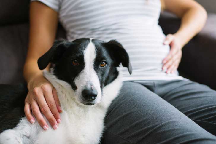 Faire Cohabiter Un Chien Et Un Bebe