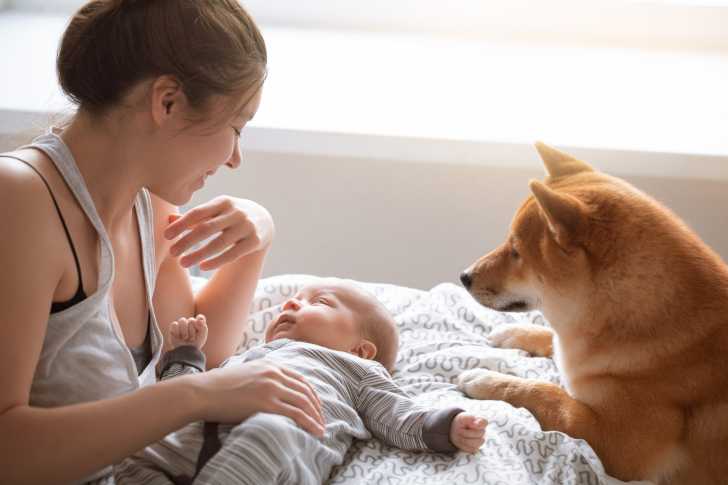 Faire Cohabiter Un Chien Et Un Bebe