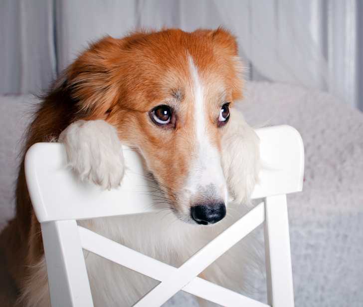 Faire Cohabiter Un Chien Et Un Bebe