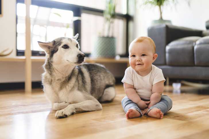 Faire Cohabiter Un Chien Et Un Bebe