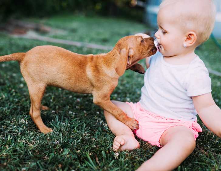 Faire Cohabiter Un Chien Et Un Bebe