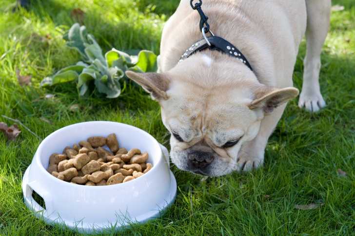 Coprophagie : Mon Chien Mange Des Crottes, Que Faire ?