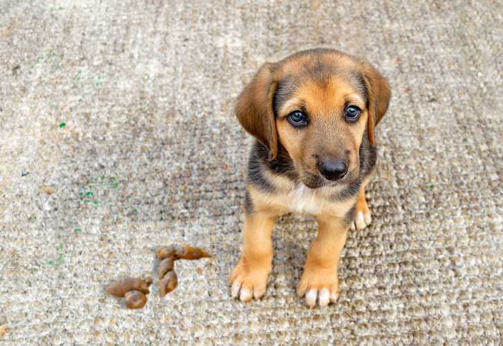 Coprophagie : Mon Chien Mange Des Crottes, Que Faire ?