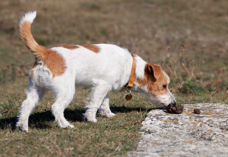 Coprophagie : Mon Chien Mange Des Crottes, Que Faire ?