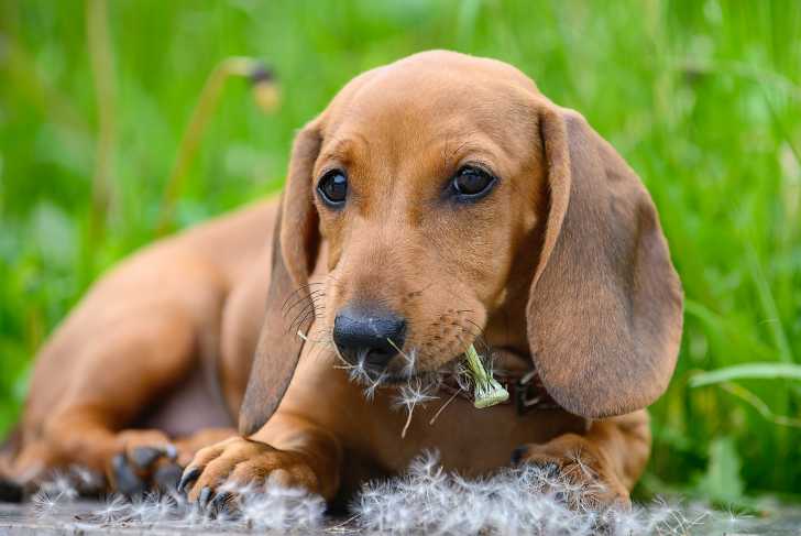 Coprophagie : Mon Chien Mange Des Crottes, Que Faire ?