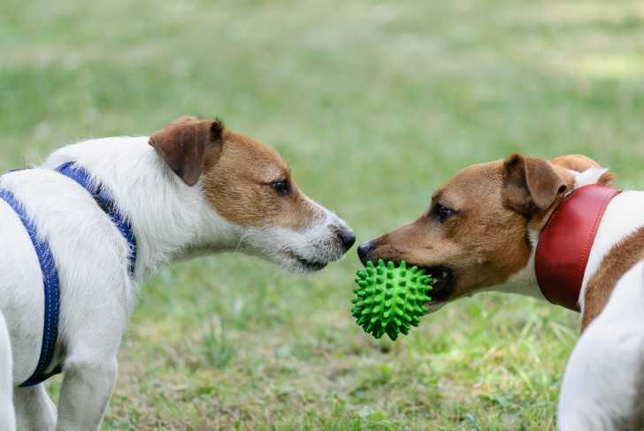 Coprophagie : Mon Chien Mange Des Crottes, Que Faire ?