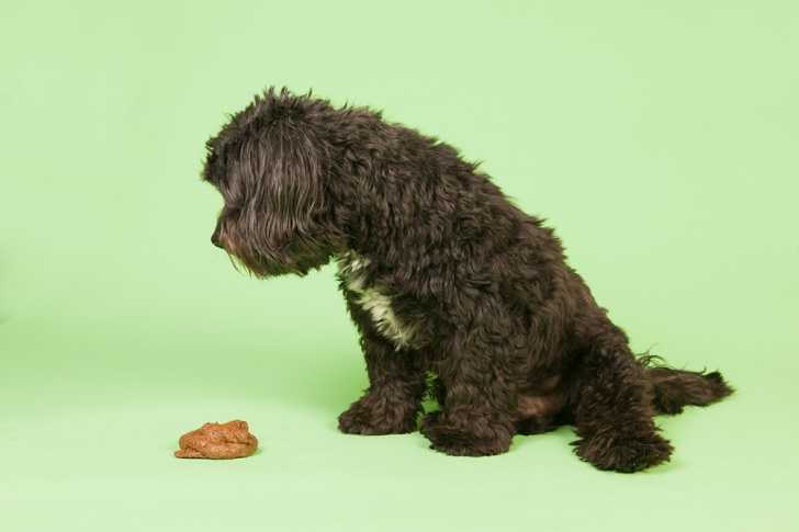 Coprophagie : Mon Chien Mange Des Crottes, Que Faire ?