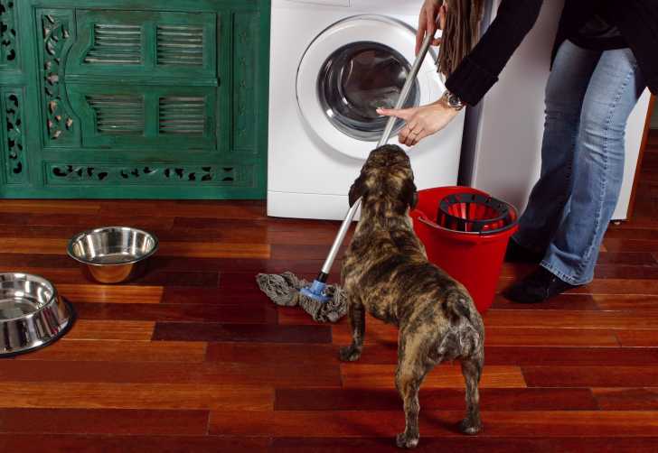 Mon Chien Fait Pipi Dans La Maison | Ventana Blog