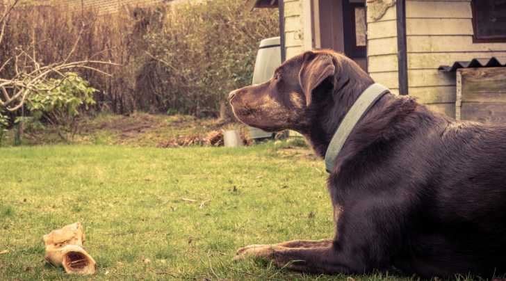 Mon chien creuse des trous dans le jardin