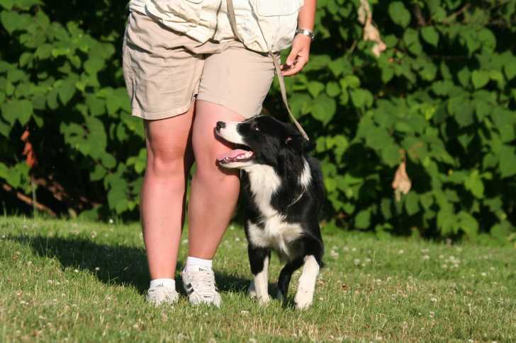 Promener son chien au pas de course