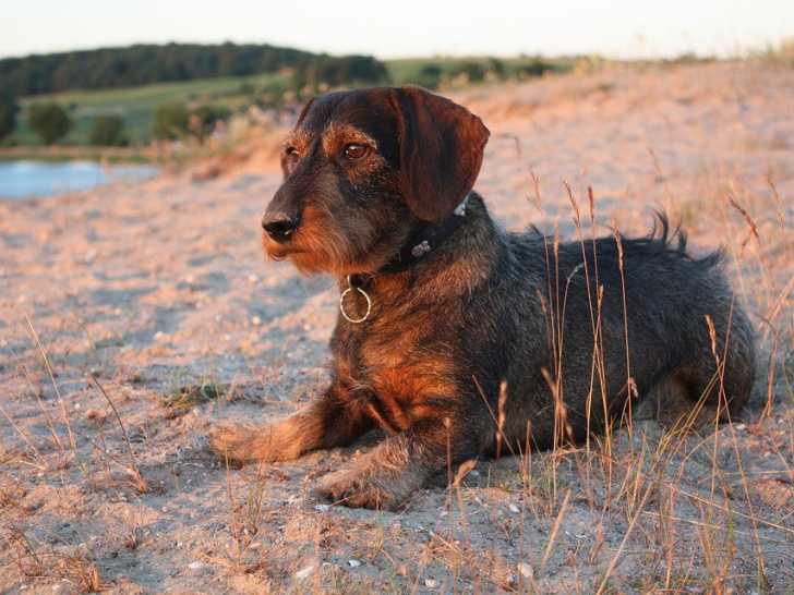 Classification des caractères canins