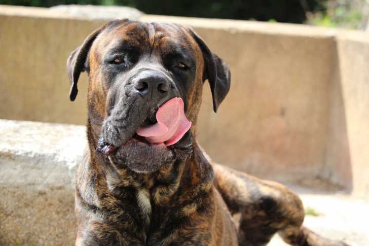 Mon Chien Se Leche Tout Le Temps Causes Et Solutions