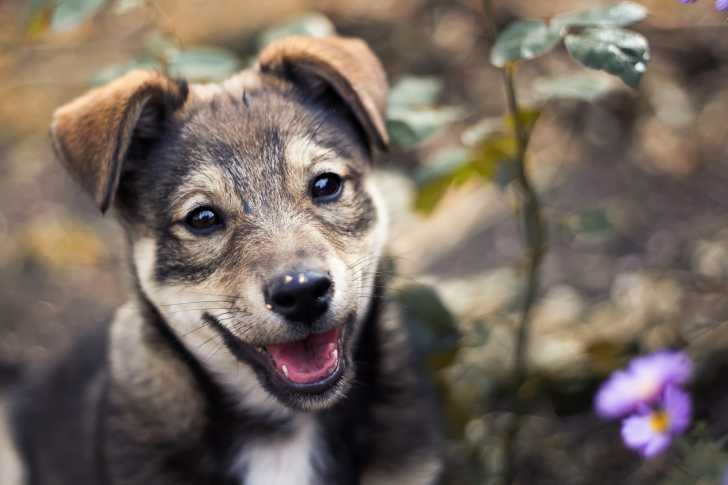 Ma Voisine Baise Avec Son Chien Chien Nouvelles 2190