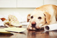 Un Labrador couché à côté des objets qu'il a cassés