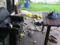 Dévastation causé par un chien attendant le retour de son maître