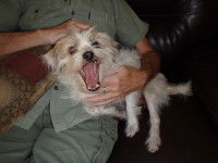 Chien très attaché à son maître se montrant agressif