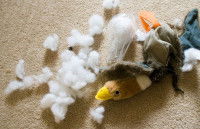 Peluche déchirée par un chien attendant son maître