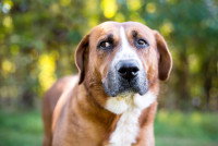 Un gros chien avec un air inquiet dans un parc