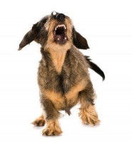 Comment se comporter face à un chien agressif