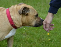 Un gros chien renifle la main d'un inconnu