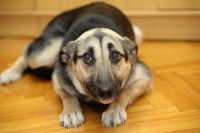 Pourquoi un chien a-t-il peur des humains ?