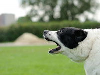 Comment approcher un chien apeuré ?