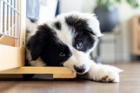 Un chiot Border Collie mordille un meuble en bois dans le salon