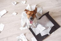 Un Jack Russell sourit après avoir détruit des documents importants