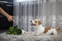 Une femme gronde un Jack Russell qui a fait tomber une plante verte