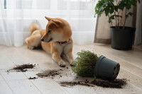Un Shiba Inu dans le salon à côté d'une plante verte renversée