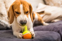 Un chien Beagle en train de détruire une balle de tennis
