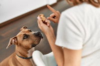 Une femme empêche son chien de manger un cookie