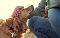 Un maître caresse un chien épagneul roux dans un parc