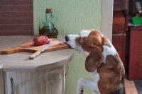 Un chien Beagle vole du saucisson sur la table