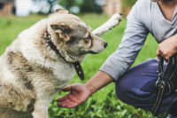 Soigner la boulimie d’origine psychologique