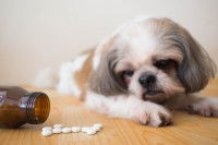 Soigner la boulimie d’origine médicale