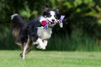Empêcher son chien de devenir boulimique