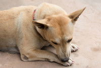 Un chien inquiet se lèche la patte