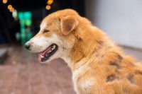 Un chien avec des trous dans le pelage