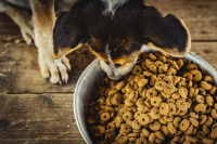 Un chien devant une gamelle pleine de croquettes