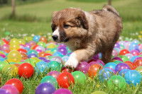 Un chiot prudent marche dans des boules de couleur