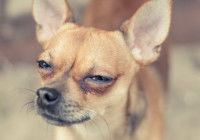 Un Chihuahua avec un air rusé et malin