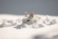 Un petit lapin blanc caché dans la neige