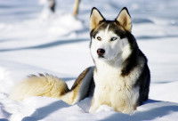 Un chien de type Husky aux yeux vairons allongé dans la neige